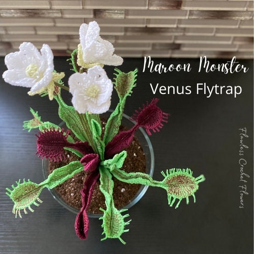 Maroon Monster Venus Flytrap