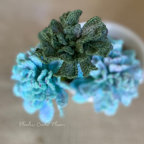 Echeveria Cubic Frost