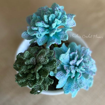 Echeveria Cubic Frost