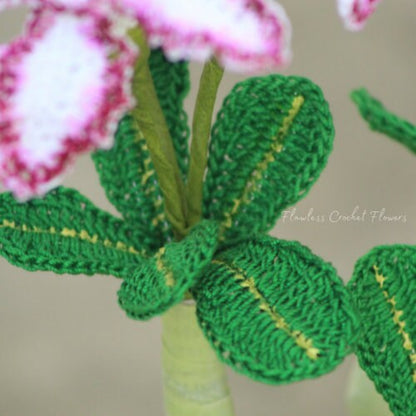 Double Bloom Desert Rose