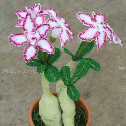 Double Bloom Desert Rose