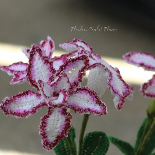 Double Bloom Desert Rose