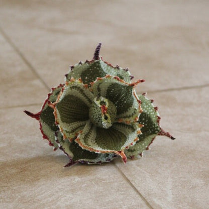 Dwarf Butterfly Agave