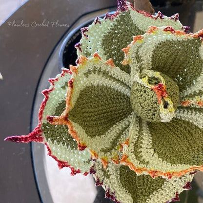 Dwarf Butterfly Agave