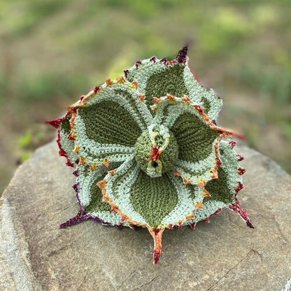 Dwarf Butterfly Agave