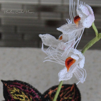 Marbled Jewel Orchid