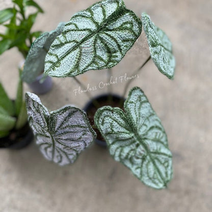 Dragon Scale Alocasia