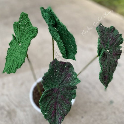 Angel Wing Begonia