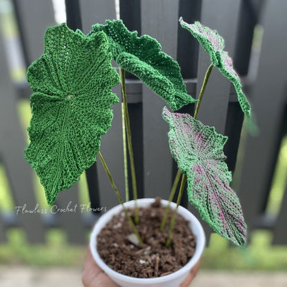Angel Wing Begonia