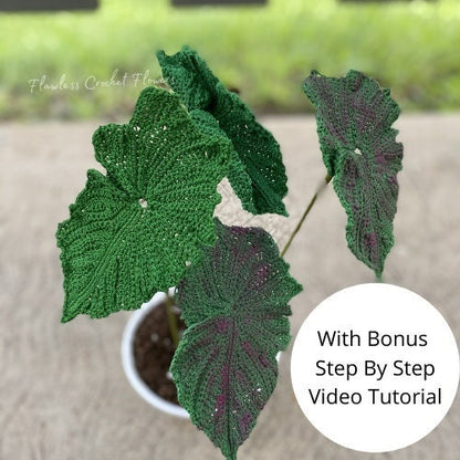 Angel Wing Begonia