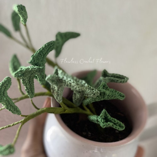 String Of Dolphins Succulent