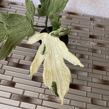 Philodendron Florida Ghost