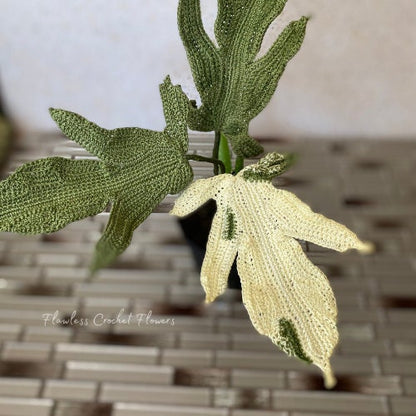 Philodendron Florida Ghost