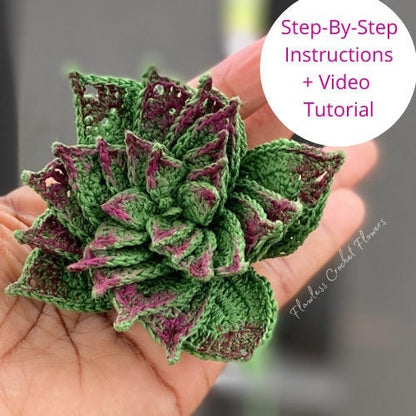 Spiraled Crassula Succulent