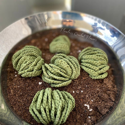Wooly Crassula Succulent