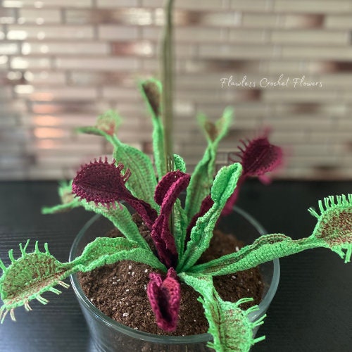 Maroon Monster Venus Flytrap