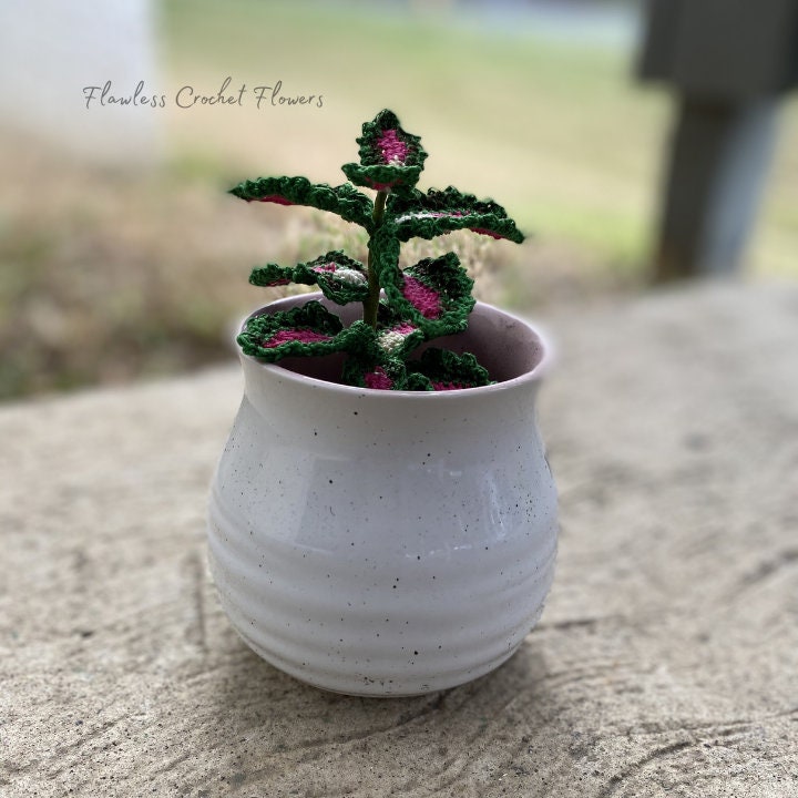 Strawberry Drop Coleus