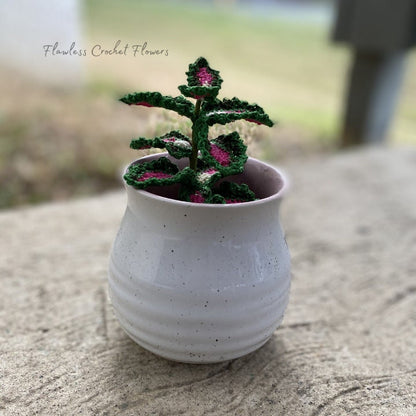 Strawberry Drop Coleus