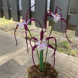 Caladenia Spider Orchid