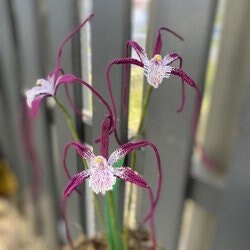 Caladenia Spider Orchid
