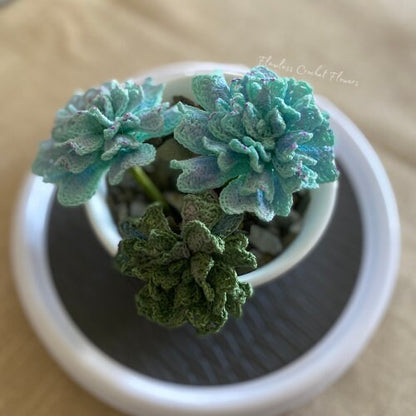 Echeveria Cubic Frost