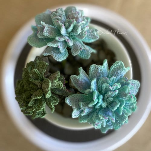 Echeveria Cubic Frost