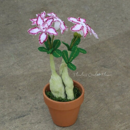 Double Bloom Desert Rose