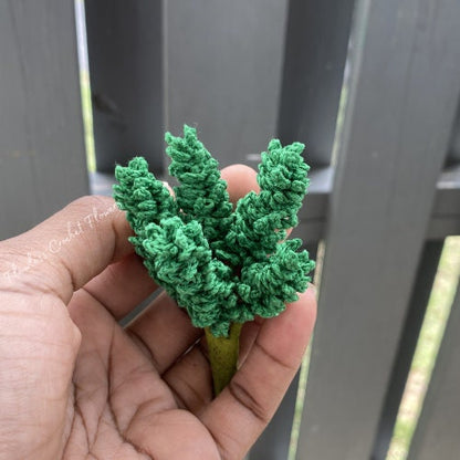 Princess Pine Succulent