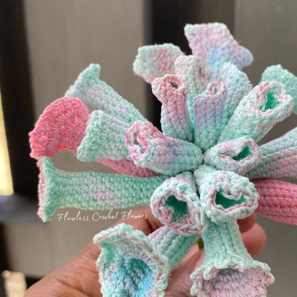 Trumpet Pinky Echeveria Succulent