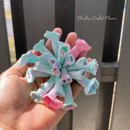 Trumpet Pinky Echeveria Succulent