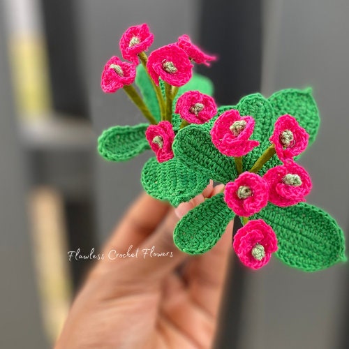 Crown Of Thorns Euphorbia