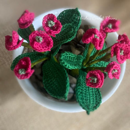 Crown Of Thorns Euphorbia