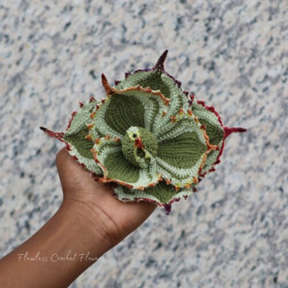 Dwarf Butterfly Agave