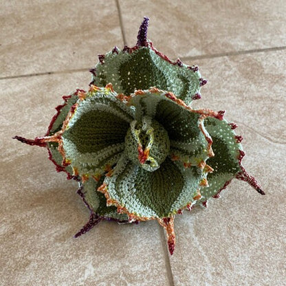 Dwarf Butterfly Agave
