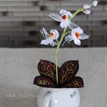 Marbled Jewel Orchid