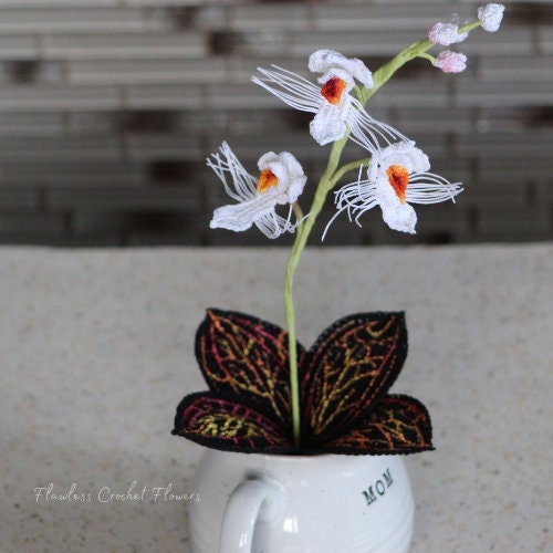 Marbled Jewel Orchid