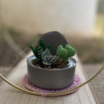 Tin Can Succulents