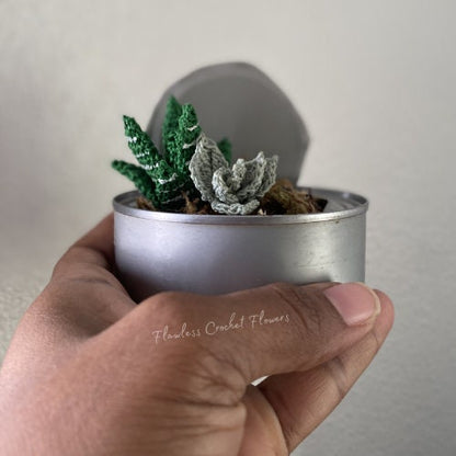 Tin Can Succulents