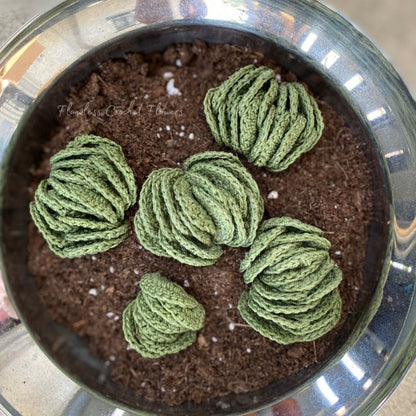 Wooly Crassula Succulent