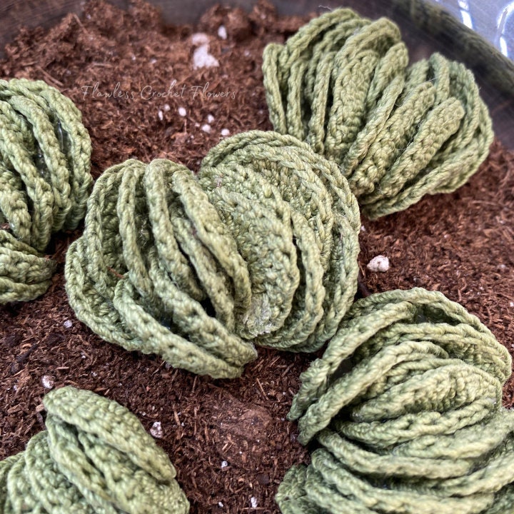 Wooly Crassula Succulent