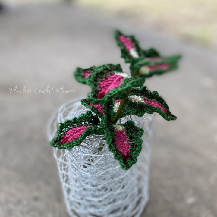 Strawberry Drop Coleus