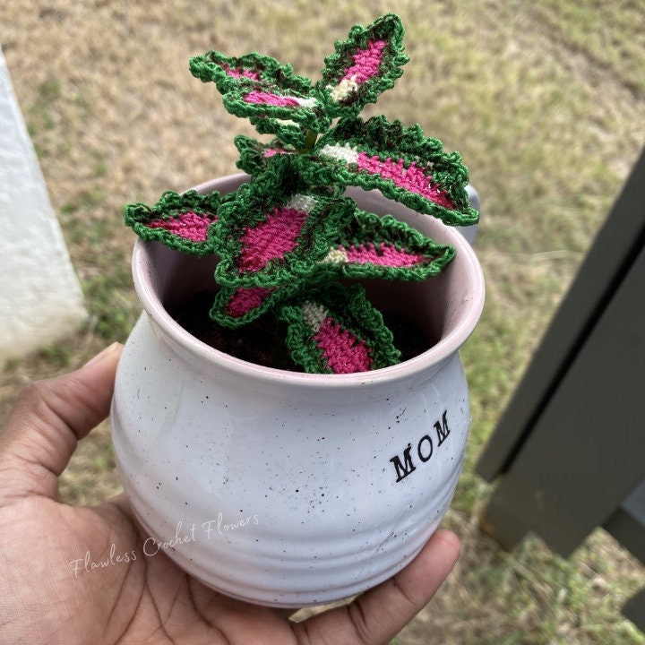 Strawberry Drop Coleus