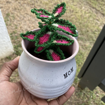 Strawberry Drop Coleus