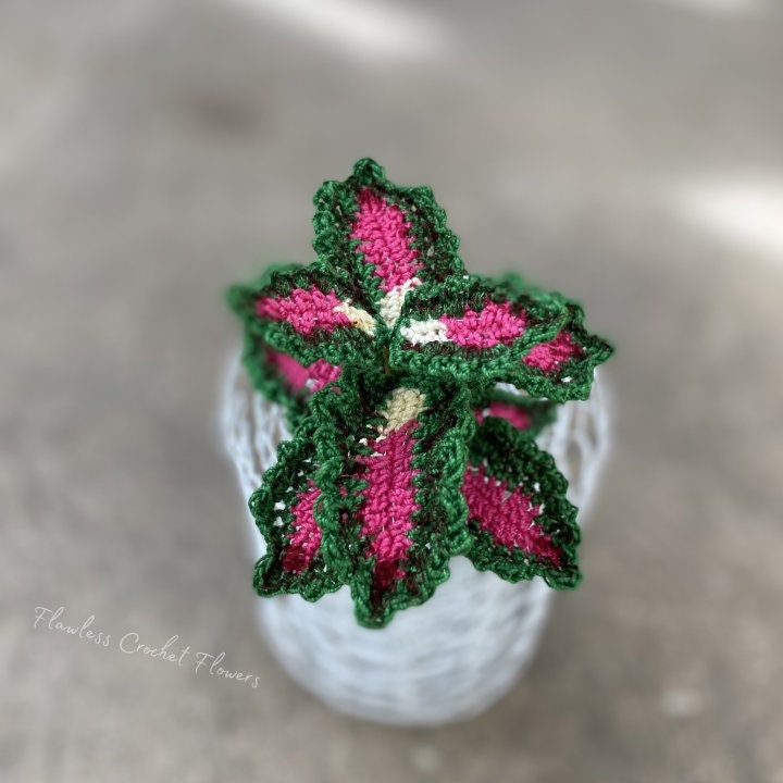 Strawberry Drop Coleus