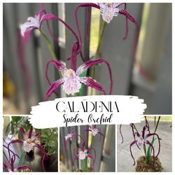 Caladenia Spider Orchid