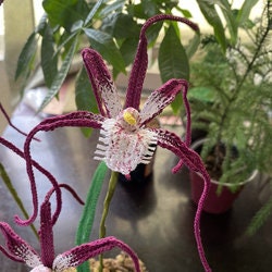 Caladenia Spider Orchid