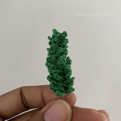 Princess Pine Succulent