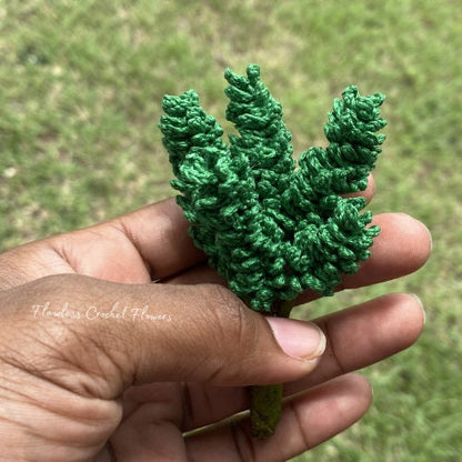 Princess Pine Succulent