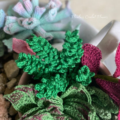 Princess Pine Succulent