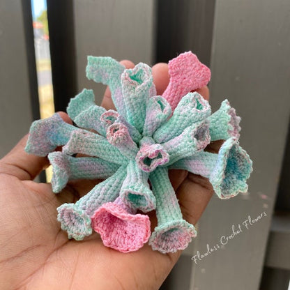 Trumpet Pinky Echeveria Succulent
